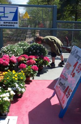 Marius schnuppert an den Blumen (darf ich mir nicht kaufen)